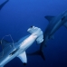 shark_hammerhead_scalloped_ci_h_0051_cr.jpg